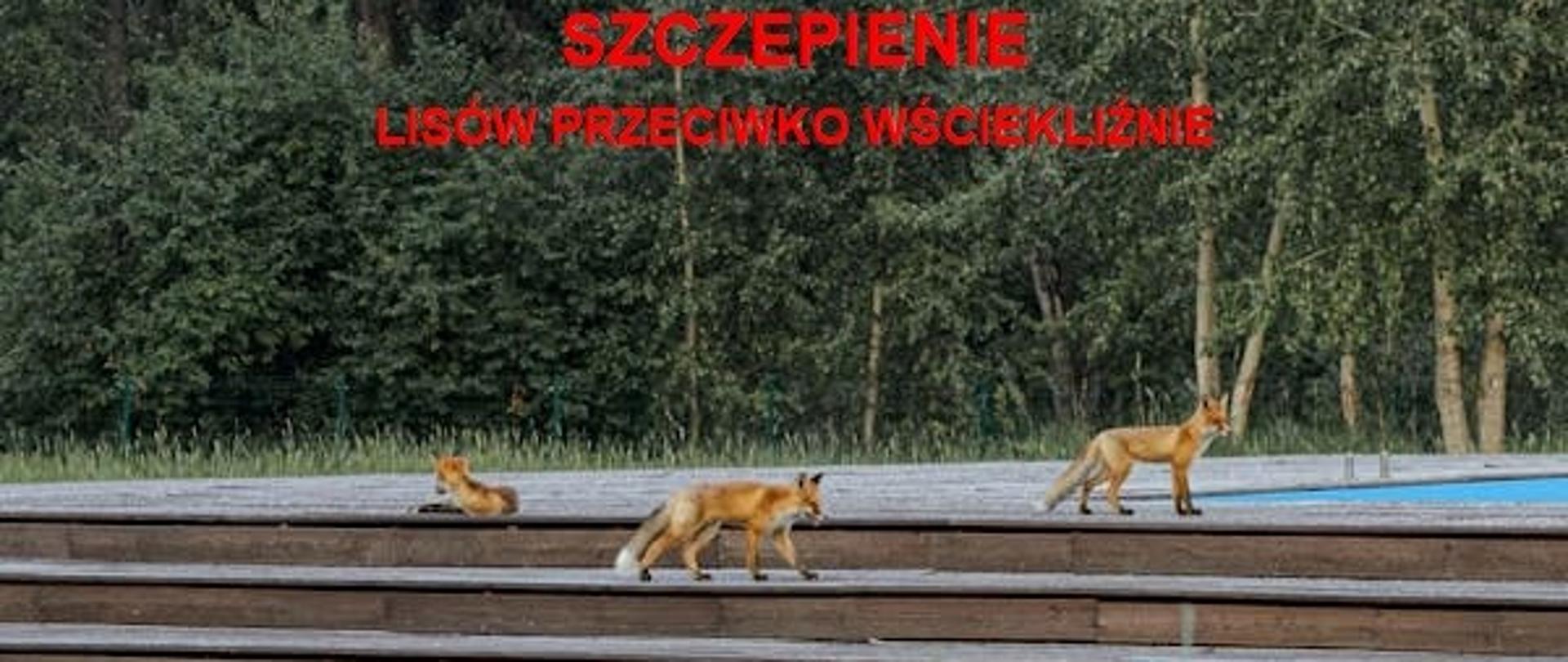 baner szczepienie lisów przeciwko wściekliźnie