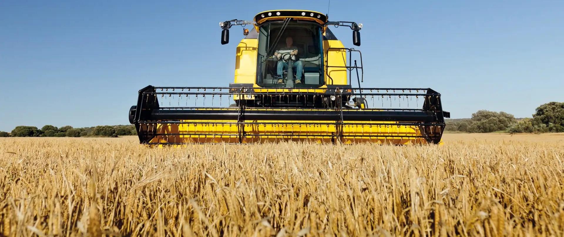 Fotografia przedstawia czołowe ujęcie nowoczesnego kombajnu zbożowego, najprawdopodobniej marki New Holland, wyposażonego w szeroki heder służący do zbioru zbóż. Maszyna pracuje na dojrzałym łanie pszenicy lub jęczmienia, a idealne warunki pogodowe – bezchmurne niebo i sucha gleba – sprzyjają efektywności zbioru. Widoczny operator obsługuje pojazd z przestronnej, oszklonej kabiny zapewniającej pełną widoczność.