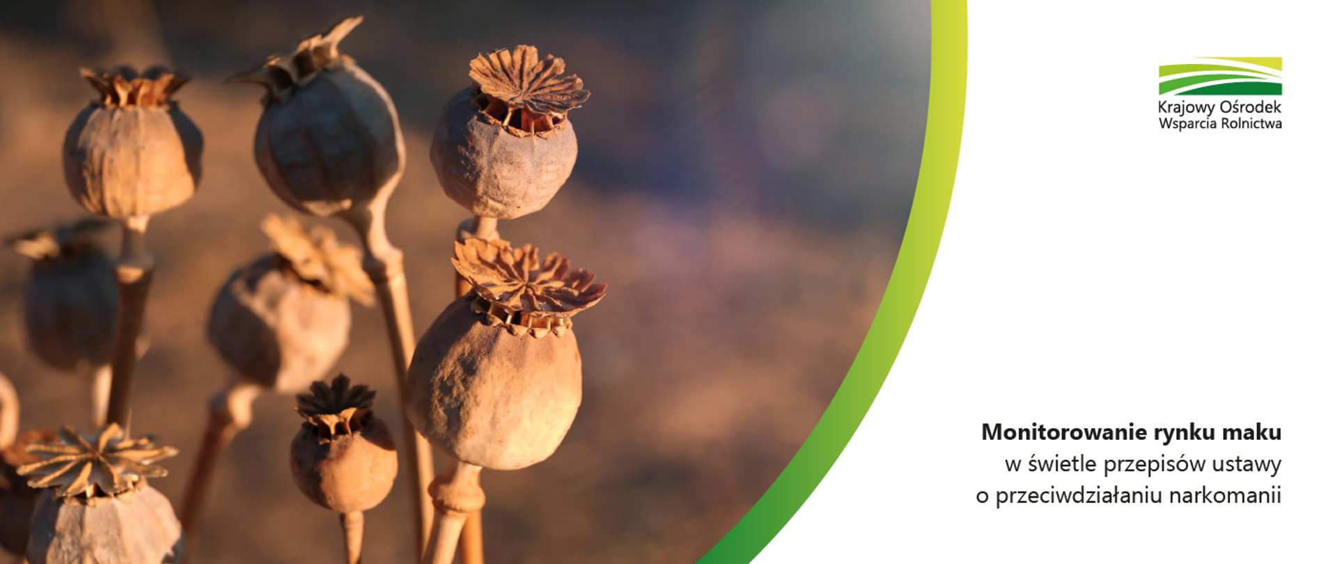 monitorowanie rynku maku