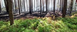 Zdjęcie obrazuje pożar poszycia leśnego w lesie sosnowym znajdującym się na terenie zakładów MESKO S.A. w Skarżysku-Kamiennej. 