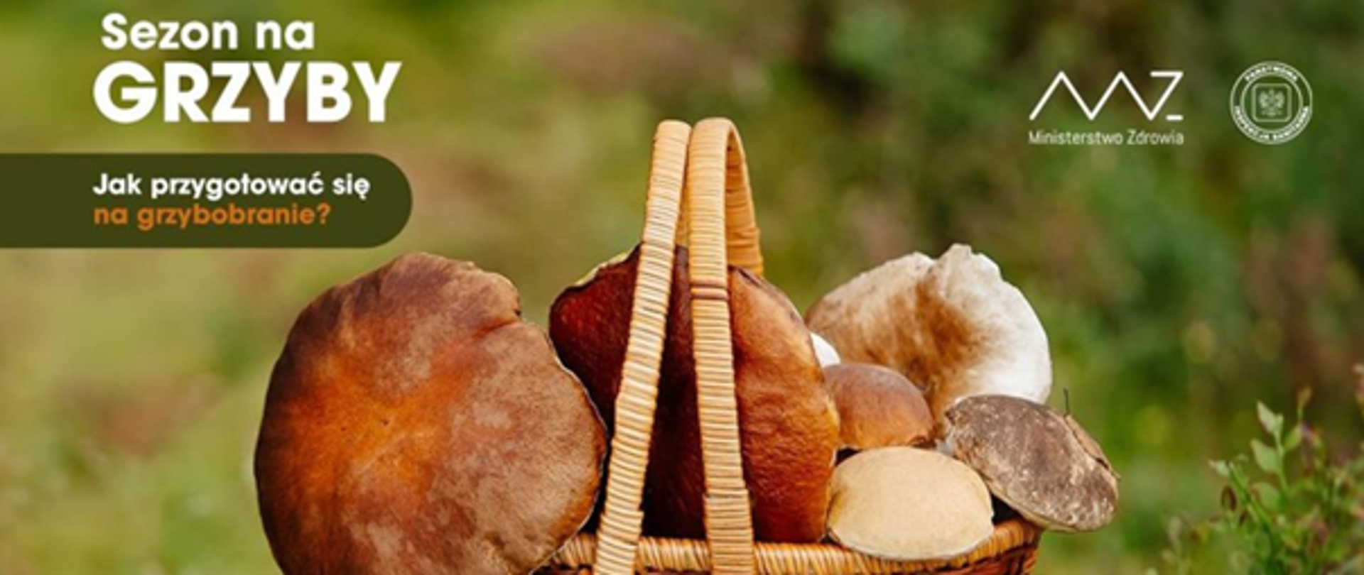 Sezon na Grzyby, czyli jak przygotować się na grzybobranie