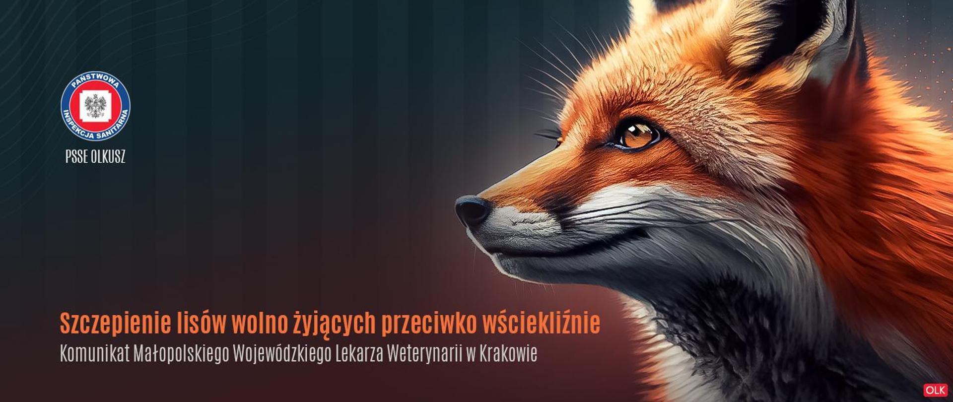 Szczepienie lisów wolno żyjących przeciwko wściekliźnie - komunikat Małopolskiego Lekarza Weterynarii w Krakowie