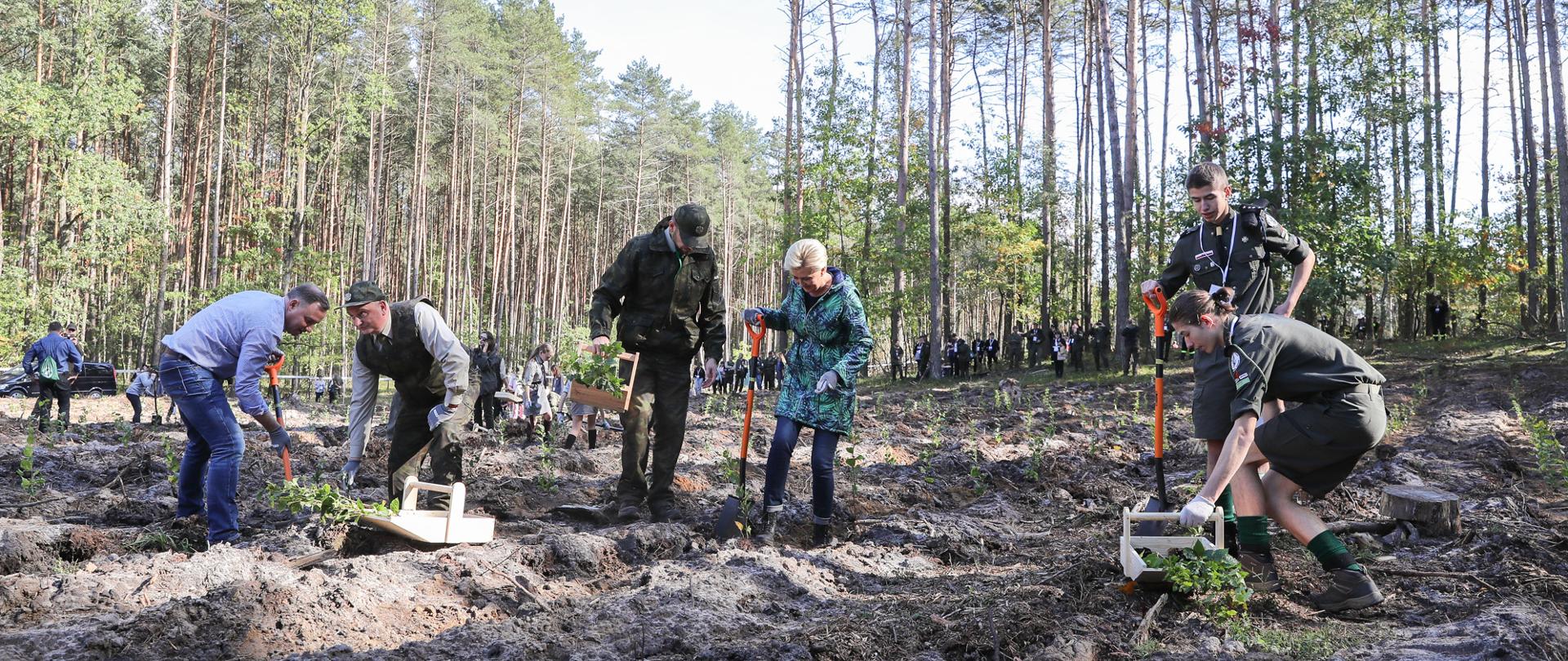 Na tle lasu widać ludzi sadzących drzewa 