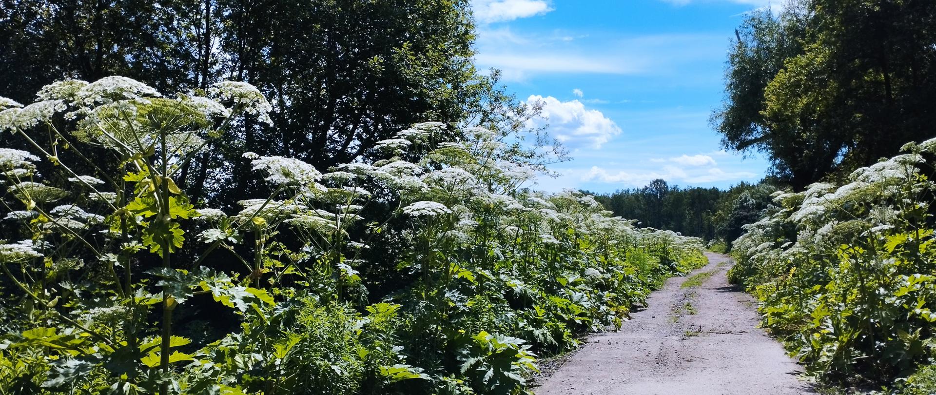 Zdjęcie przedstawia kwitnący barszcz Sosnowskiego 
