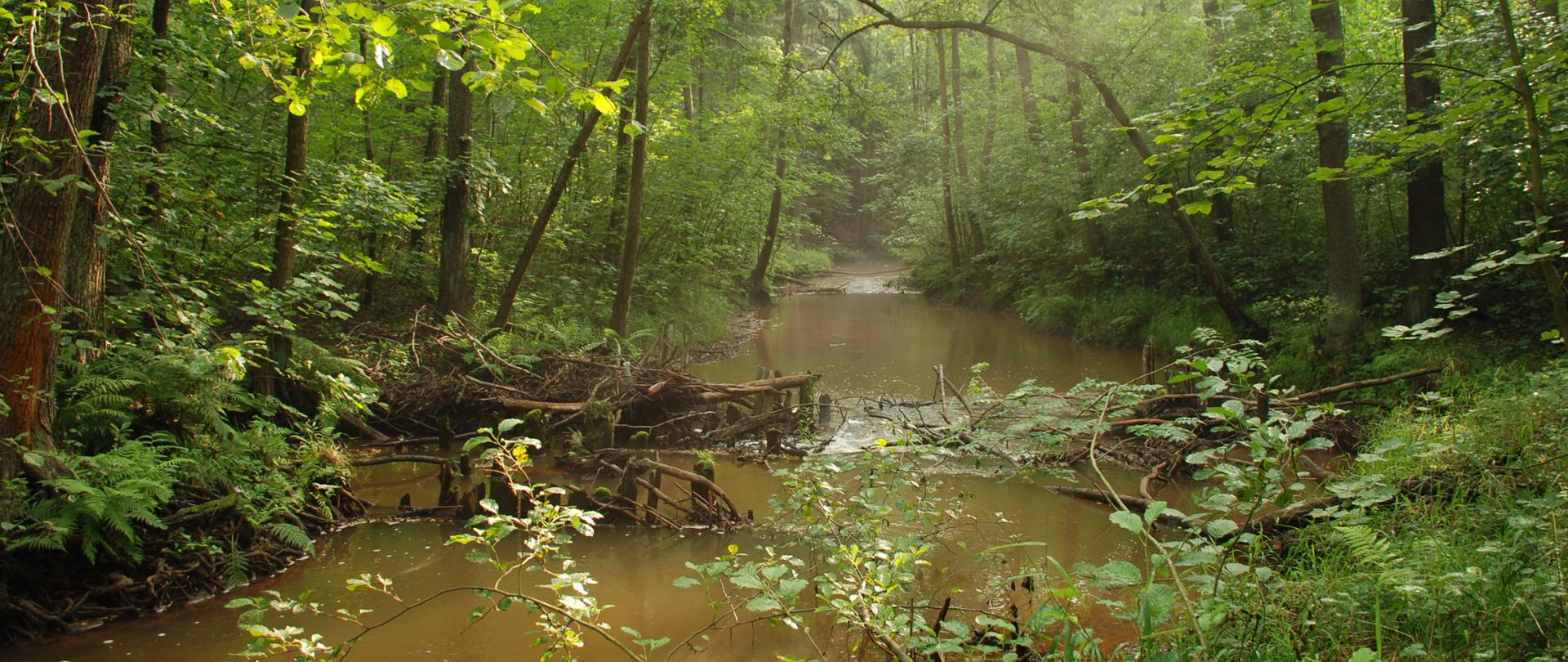 Fragment rzeki, której brzegi po obu stronach porastają drzewa.