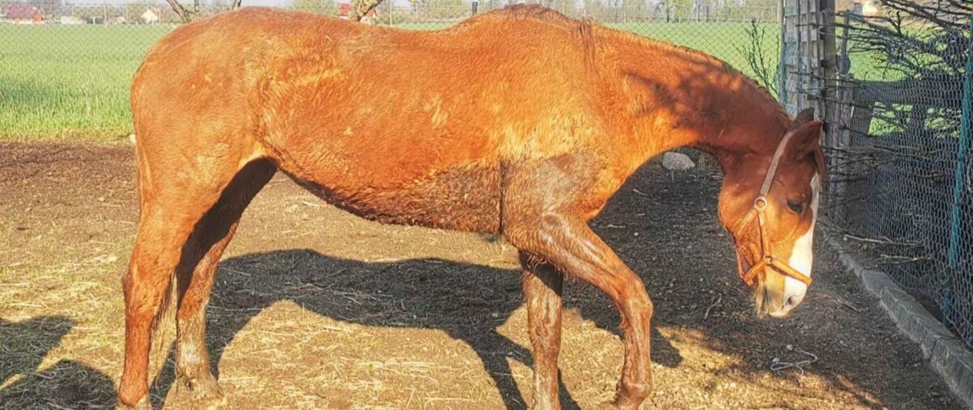 Koń po wyjęciu z błotnistej pułapki trafił pod opiekę właścicieli
