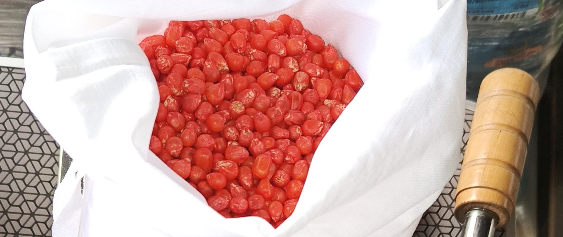 Zdjęcie przedstawia worek z pobraną próbą kukurydzy