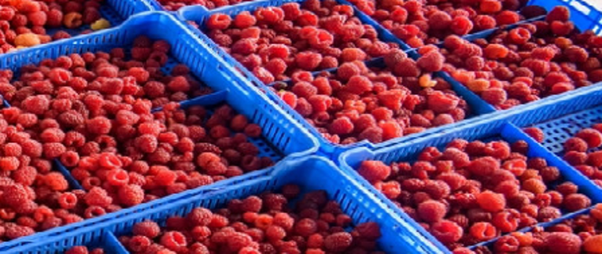 wytyczne dla właścicieli punktów skupu