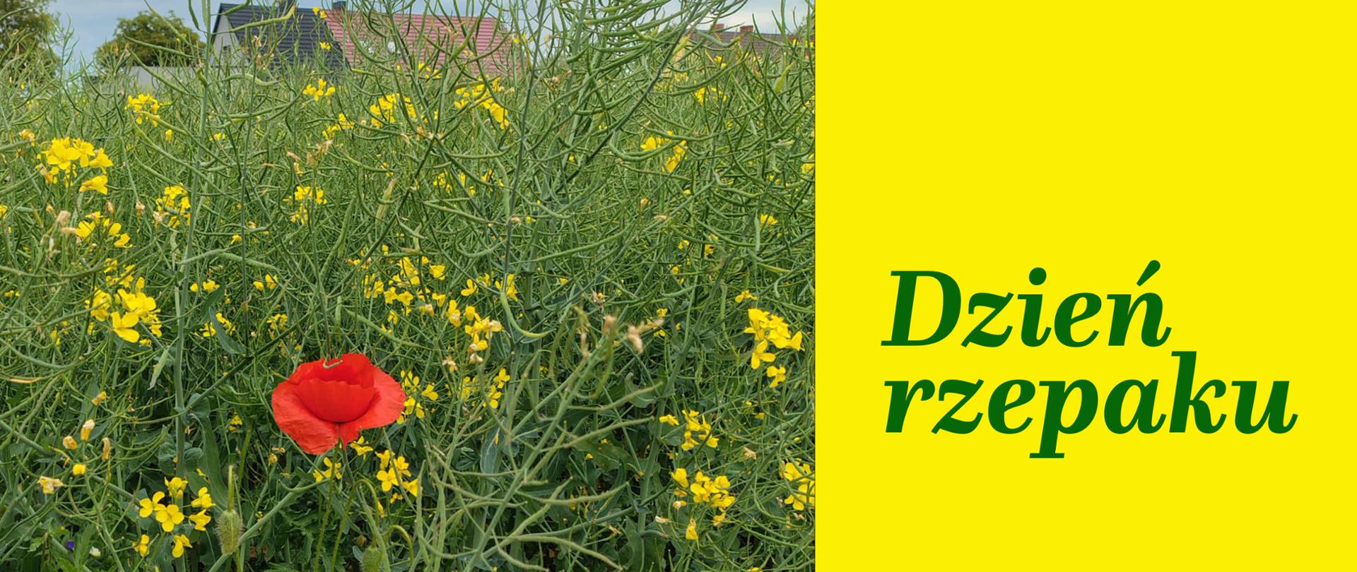 Pole rzepaku. Na zdjęciu widać kwitnący na żółto rzepak, w środku widoczny jest czerwony mak