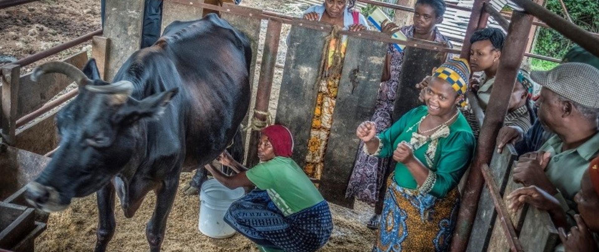 trwa dojenie krowy przez kobietę. wokół niej grupa osób patrzących