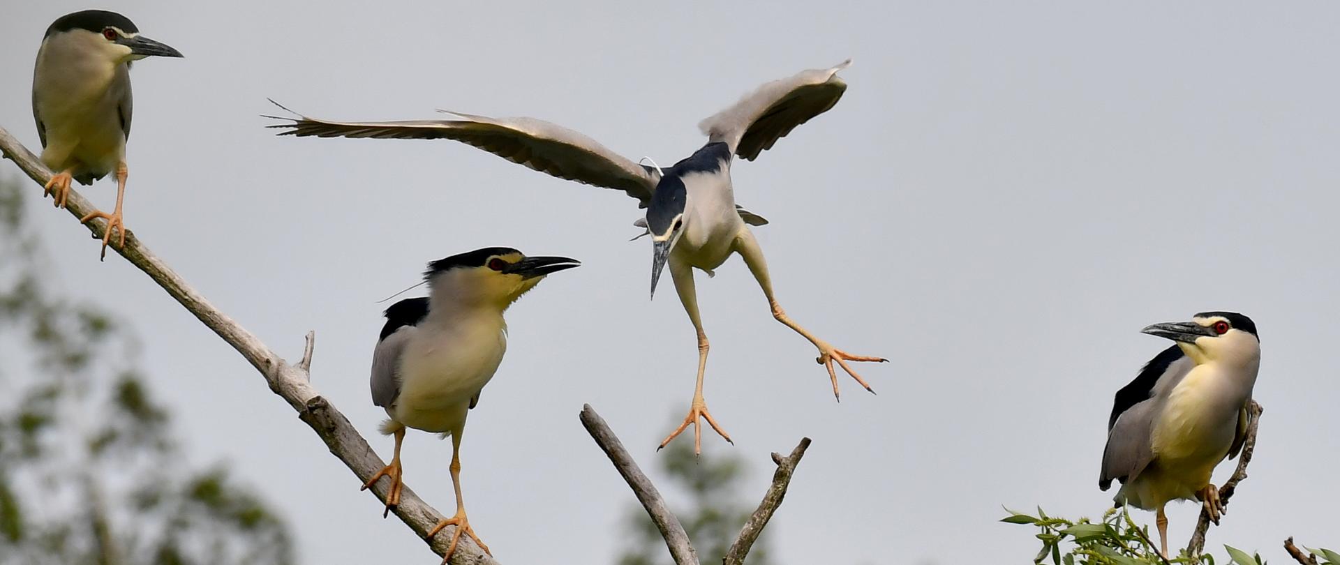 Trzy ślepowrony siedzą na gałęzi, kolejny ląduje obok