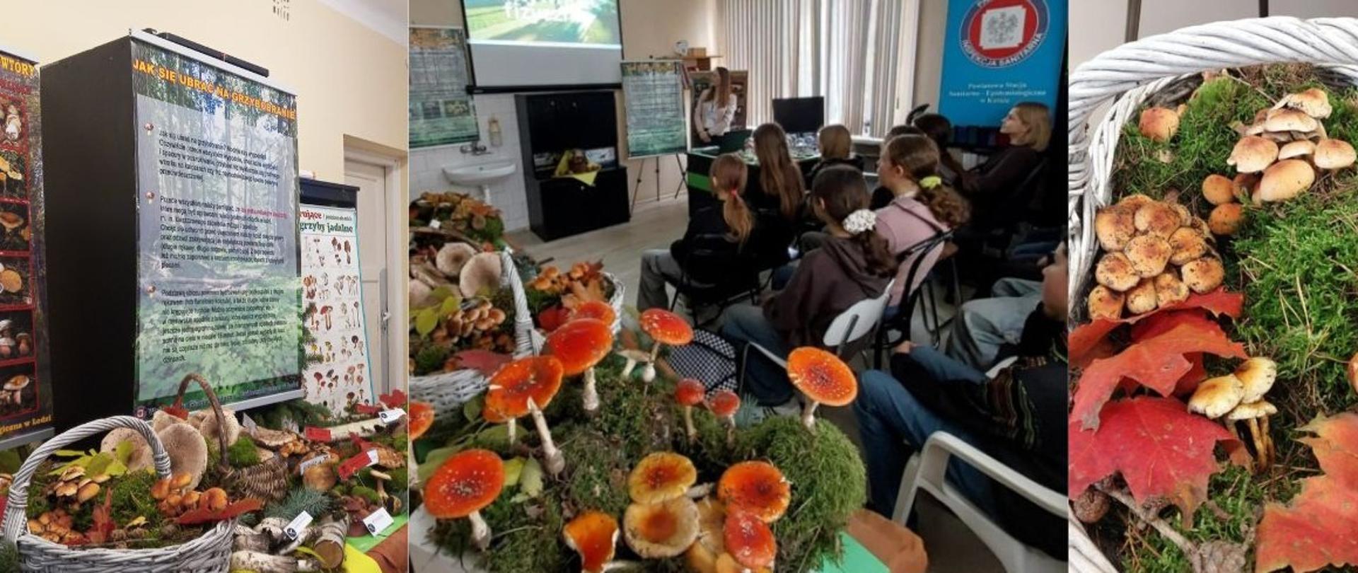 Wystawa grzybów w siedzibie Powiatowej Stacji Sanitarno - Epidemiologicznej w Kutnie