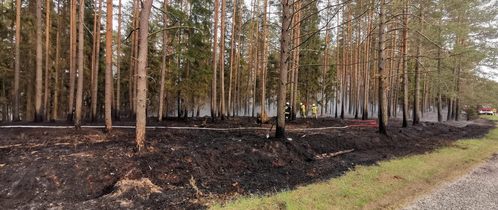 Zdjęcie przedstawia pożar lasu. Na zdjęciu widać spaloną ściółkę leśną. W oddali widać strażaków podczas gaszenia pożaru.