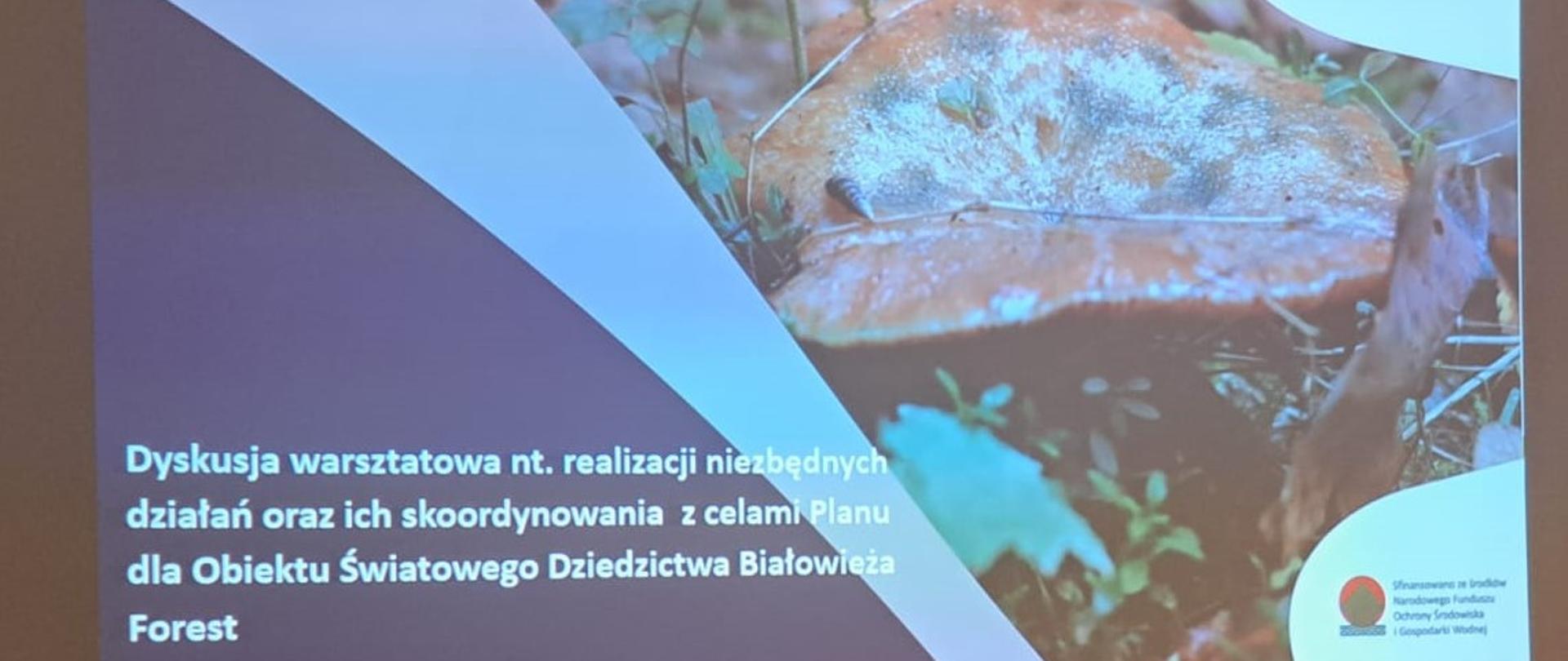 spotkanie warsztatowe „Skoordynowanie strategii i planów na obszarze Puszczy Białowieskiej z celami Planu "