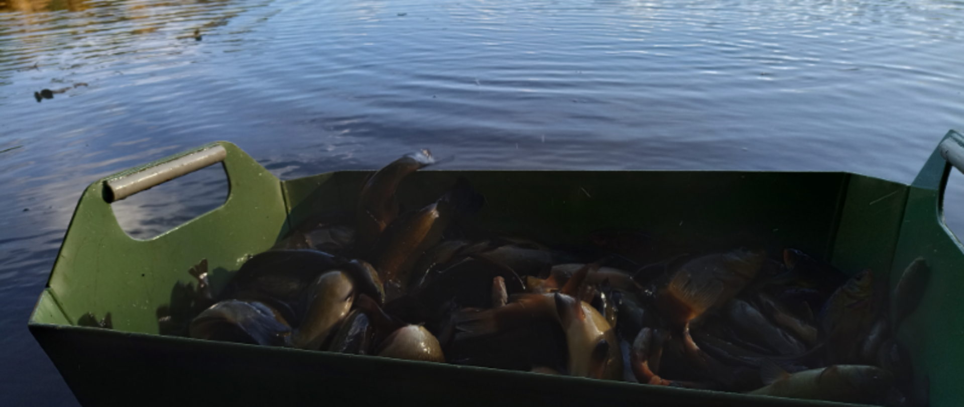 Na zdjęciu znajdują się karasie i liny w zielonej skrzynce na brzegu jeziora. Wokół jeziora piękne lasy w jesiennych barwach. 