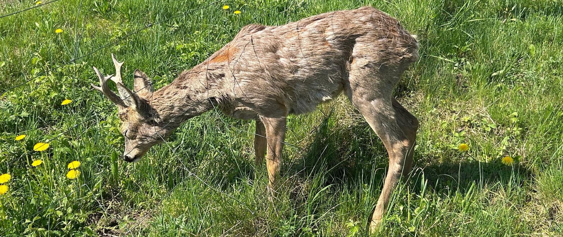 Koziołek uwięziony na autostradzie
