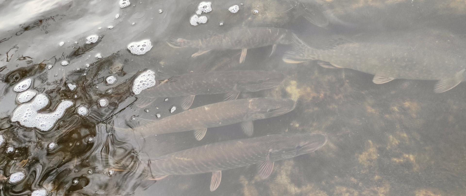 Zarybienia prowadzone przez RZGW w Poznaniu