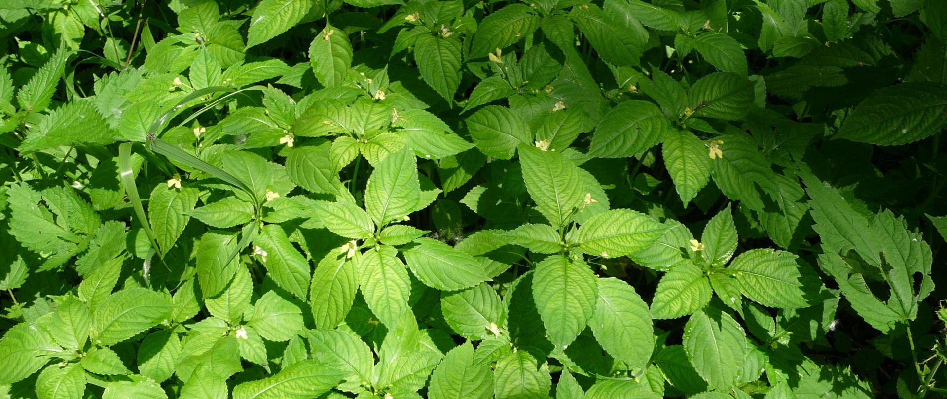 Na zdjęciu niecierpek drobnokwiatowy o zielonych, ząbkowanych liściach w kształcie eliptycznym oraz małych, jasnożółtych kwiatkach. 