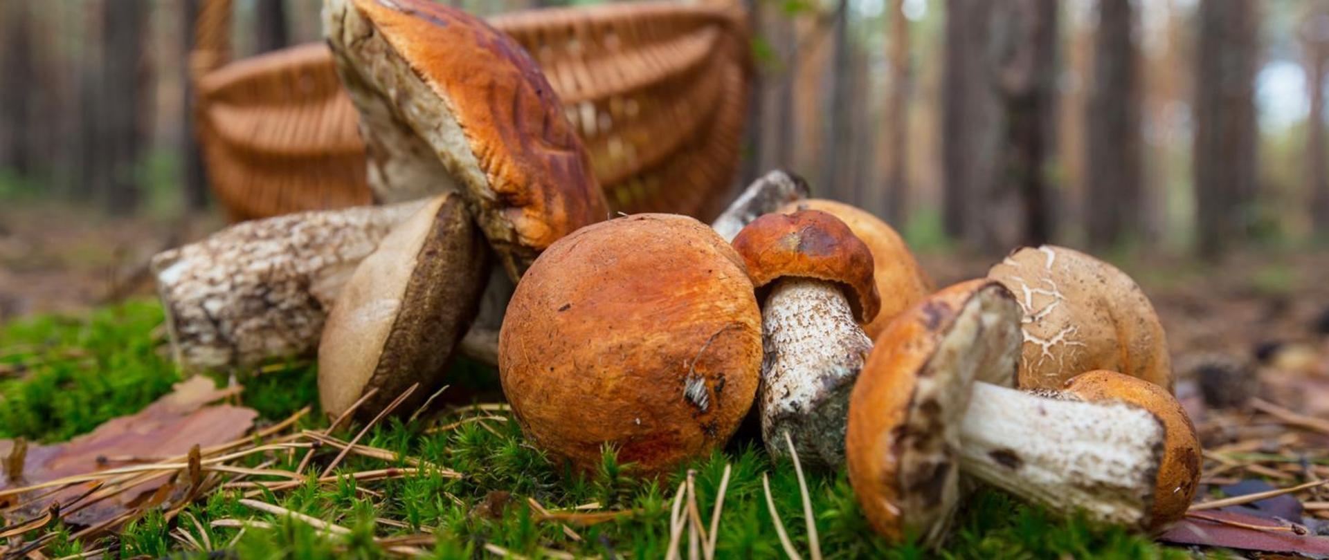 Kurs na grzyboznawcę - 50 nowych grzyboznawców!