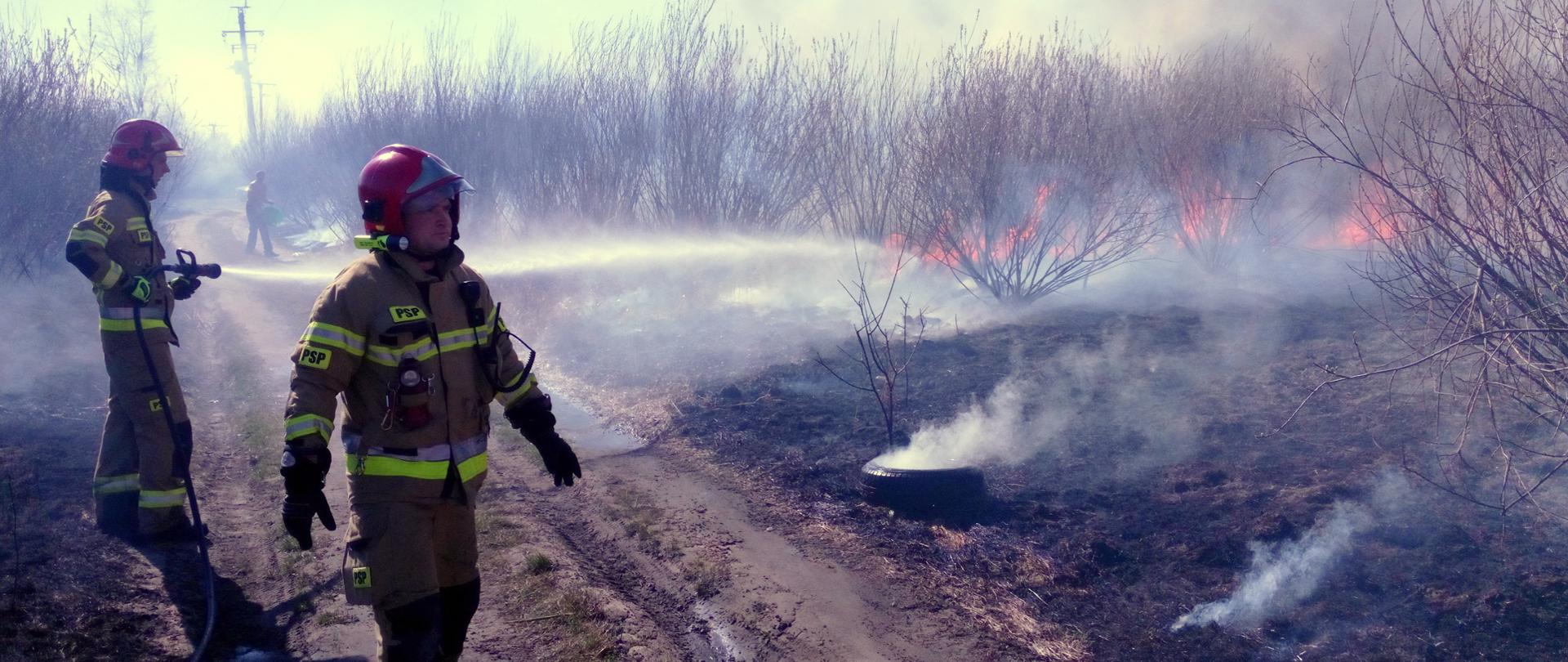 na zdjęciu widać strażaków gaszących pożar nieużytków w pobliżu młodych drzewek