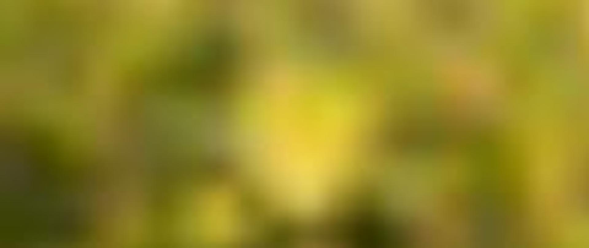 Jean-Marie De Baerdemaeker 