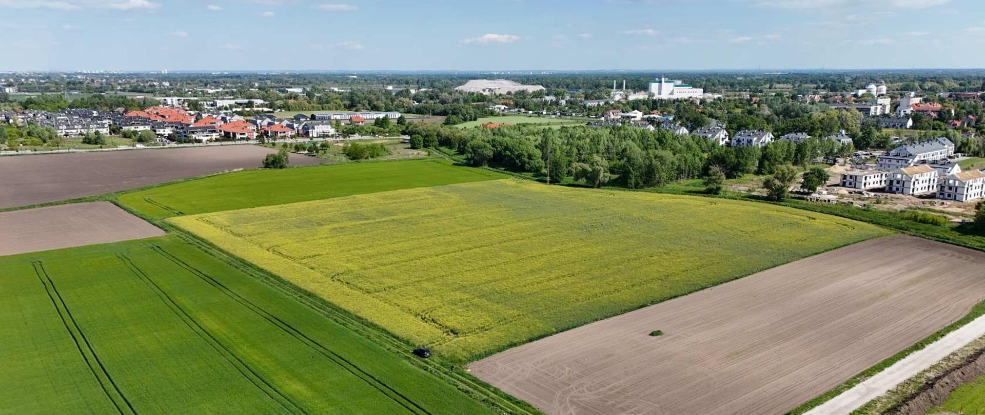 Plantacja rzepaku widziana z góry