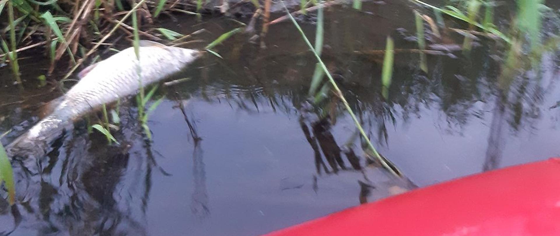 Na zdjęciu widać martwą rybę w wodzie przy brzegu. W wodzie i na brzegu rosną zielone rośliny. Zdjęcie zrobione jest z czerwonego pontonu, który częściowo widać. Jest widno.