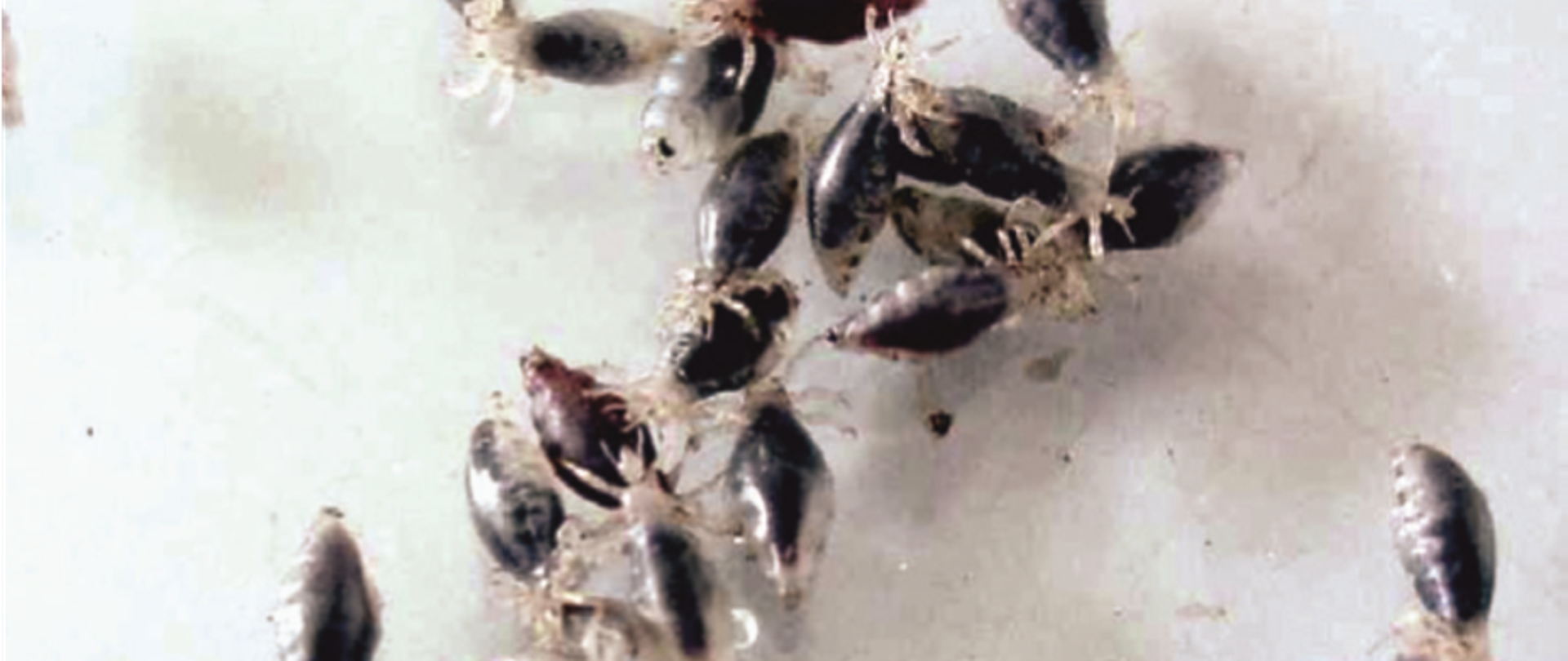 Na blacie stołu, na biały tle znajdują si wszy