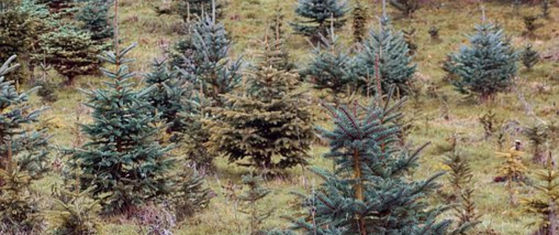 Choć uprawa świerków czy jodeł również pozostawia pewien ślad w środowisku, żywa choinka jest zdecydowanie lepszym rozwiązaniem niż choinka sztuczna. Produkcja sztucznych choinek, wytwarzanych głównie z plastiku i metalu, wymaga zużycia dużej ilości energii i innych zasobów ziemi. Bardzo uciążliwa jest również ich utylizacja, sztucznej choinki w zasadzie nie da się poddać recyklingowi.
Za to choinki prawdziwe nie wymagają zbyt wielu zasobów i są biodegradowalne. Uprawa choinek nie wiąże się z niszczeniem lasów. Szkółki są często zakładane w miejscach, w których wysokie drzewa i tak nie mogą rosnąć, na przykład pod liniami energetycznymi. Część drzewek pozyskiwana jest, w ramach prowadzenia zabiegów pielęgnacyjnych, z przecinek w młodnikach.
Przede wszystkim, warto kupować w sprawdzonych miejscach, gdzie sprzedawca może udowodnić, gdzie rosły drzewka. To pozwala zapobiec sprzedaży choinek po prostu wykradzionych z lasu. Wiele szkółek prowadzonych jest przez leśników. Tu mamy gwarancje, że drzewko pochodzi z legalnej uprawy.
Zamiast drzewka ściętego, możemy również kupić choinkę w donicy, by po sezonie świątecznym zasadzić ją w ogrodzie. Być może lepszym rozwiązaniem, zamiast całej choinki, zakup tylko kilku gałęzi. Możemy również dać upust naszej kreatywności i stworzyć choinkę wyłącznie z materiałów poddanych recyklingowi. Internet pełen jest podpowiedzi.
Choinka świąteczna to nie tylko drzewko, ale również ozdoby. Nadmiar plastiku może wyglądać ładnie, ale na pewno nie jest dobry dla ziemi. Warto tych samych ozdób używać wiele razy, warto też wykonywać je samemu. Będzie to nie tylko bardziej ekologiczne, ale da nam również wiele radości.
