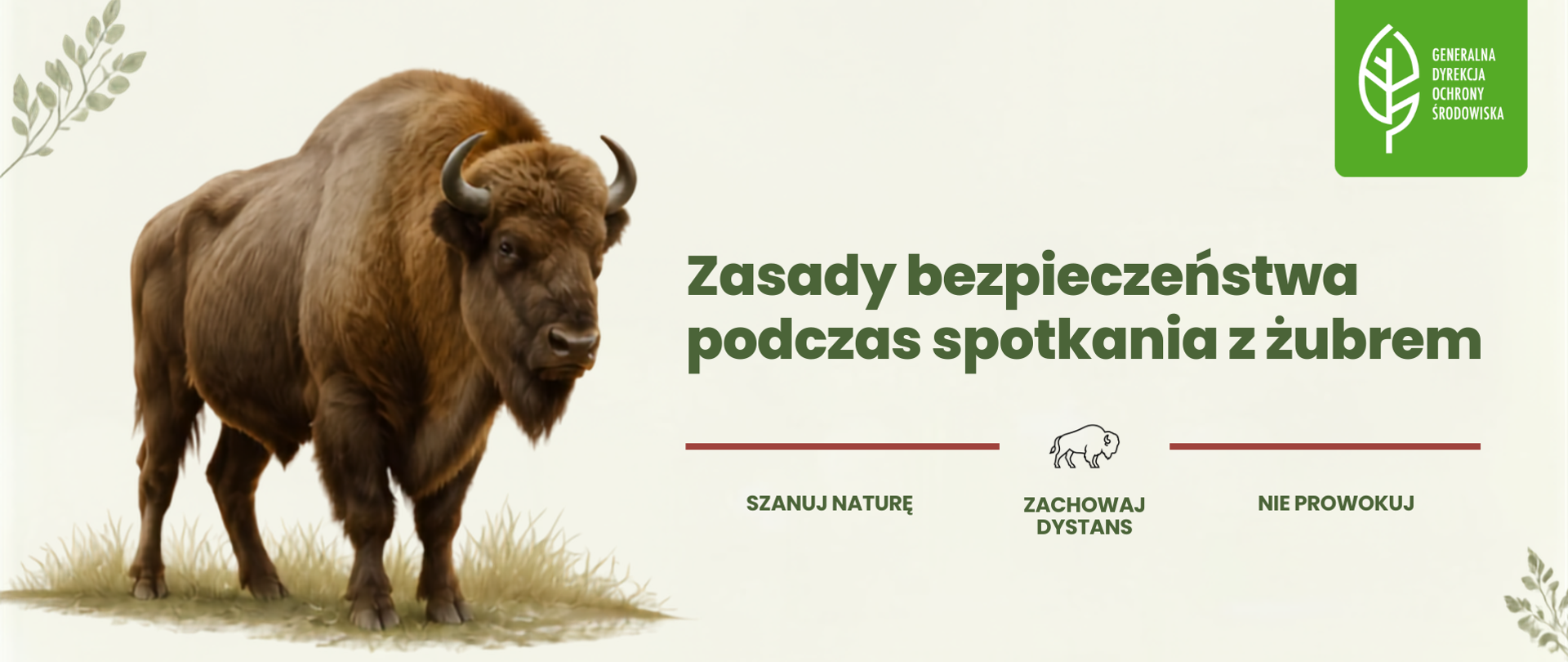 Zasady bezpieczeństwa podczas spotkania z żubrem