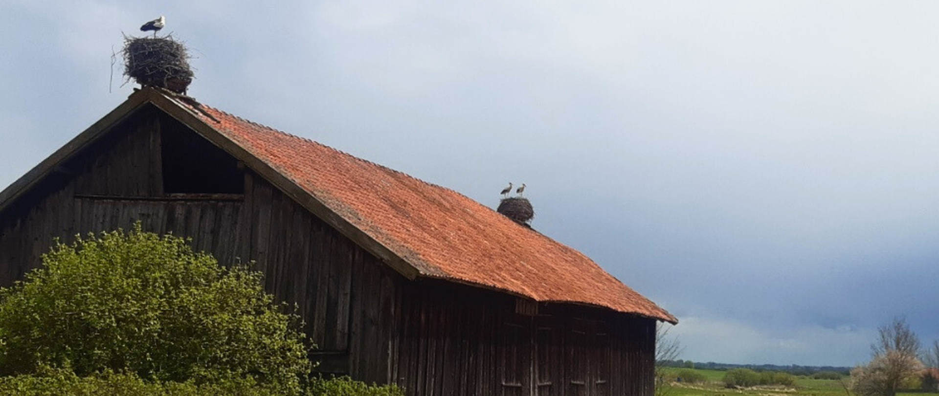 Trzy bociany w dwóch gniazdach znajdujących się na drewnianym budynku na dachu z czerwonej cegły. 