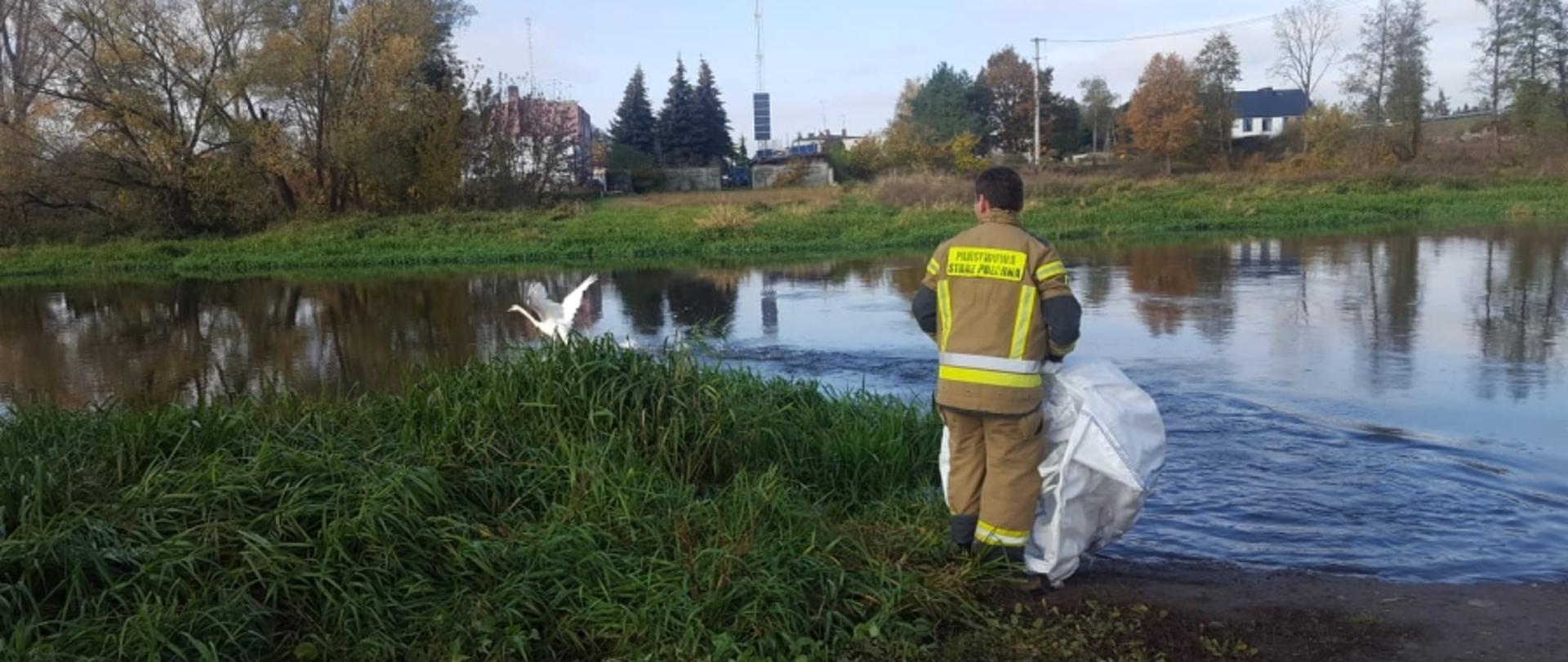 Na pomoc łabędzowi