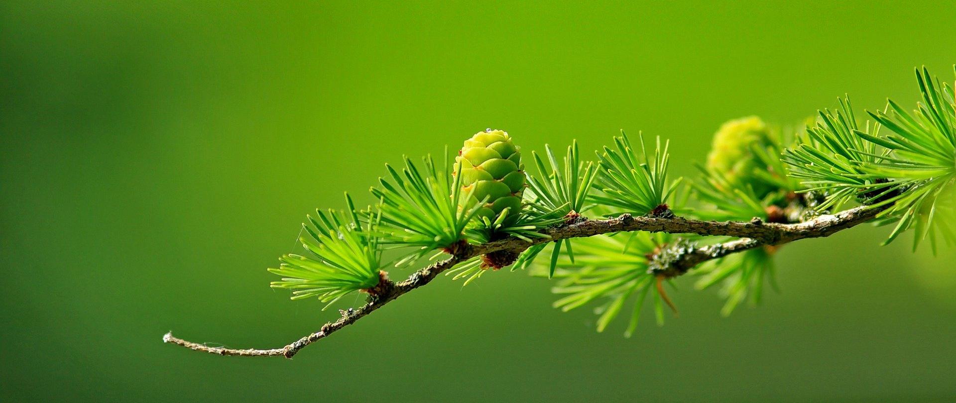 szyszki i igły modrzewiowe na gałęzi