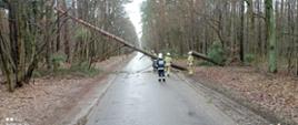 Czterech strażaków usuwa przewrócone na drogę drzewo, które blokowało przejazd w obu kierunkach. 