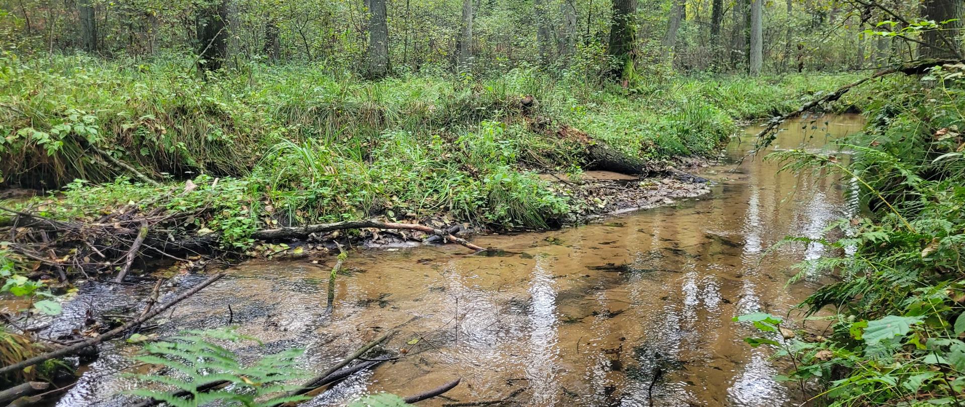 Płytki strumień o piaszczystym dnie wije się przez gęsty, zielony las w Rezerwacie Przyrody Struga Młynki. Brzegi rzeczki porasta bujna roślinność, paprocie i wysokie drzewa.