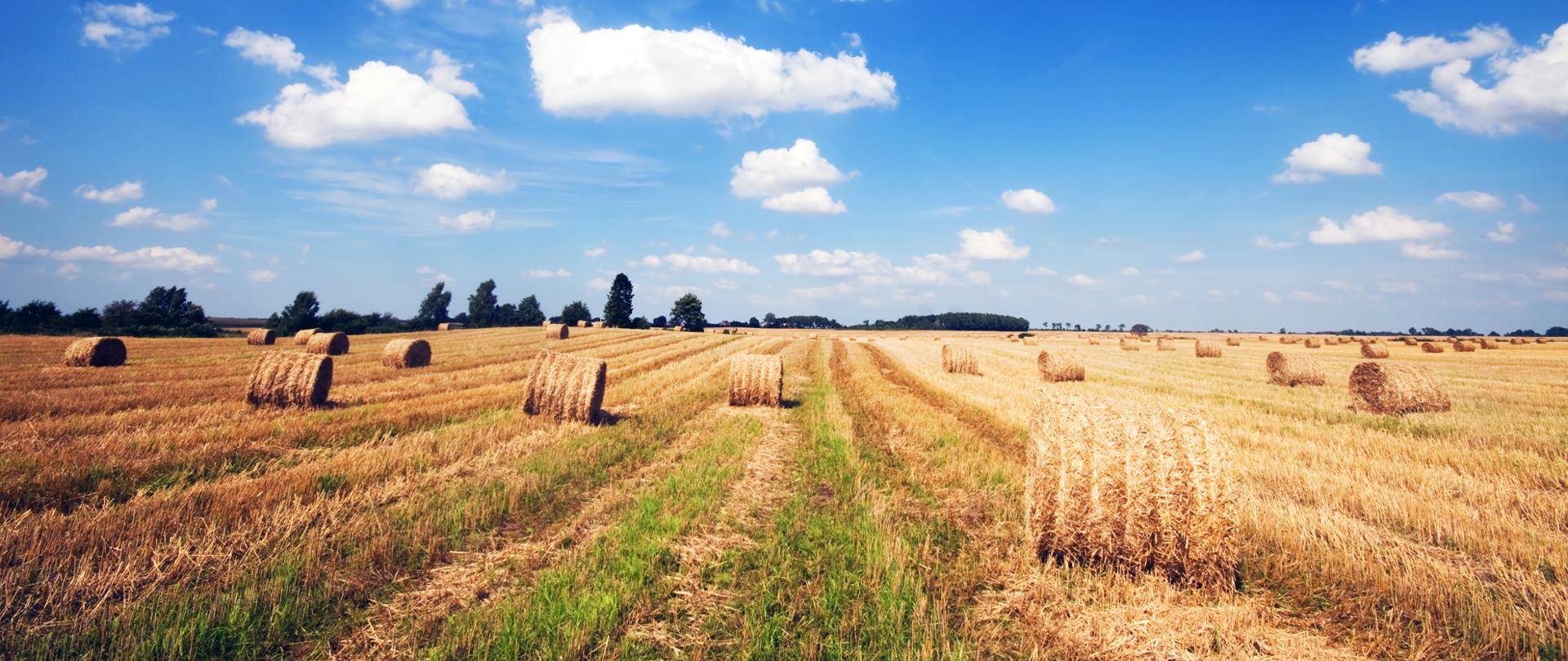 Retencja wody - klucz do przetrwania rolnictwa w czasach klimatycznych ekstremów
