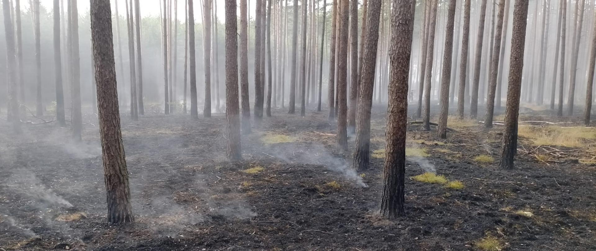 Na zdjęciu widać las po ugaszonym pożarze 