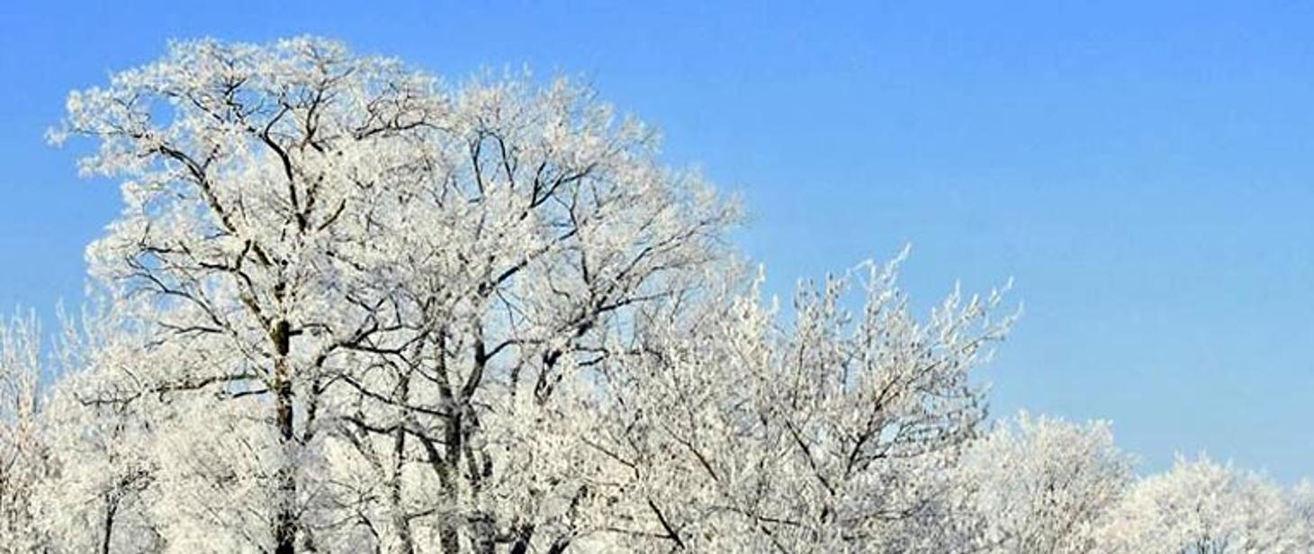 Drzewa ze śniegiem na koronach drzew.