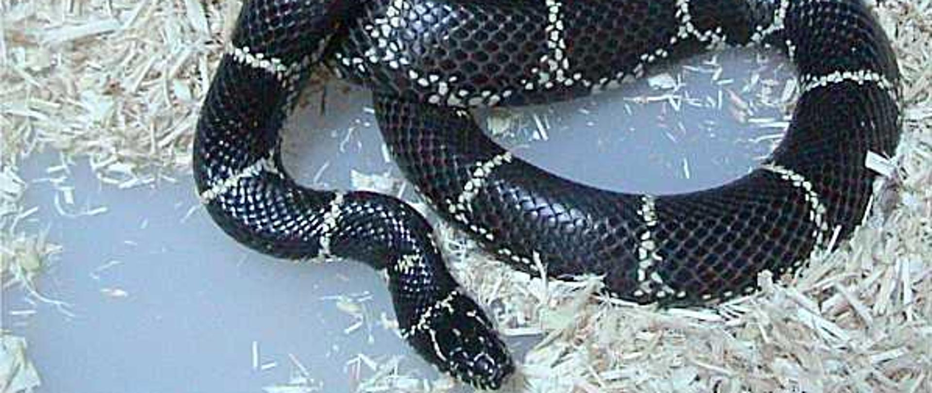 Czarny wąż zwinięty leży na trocinach