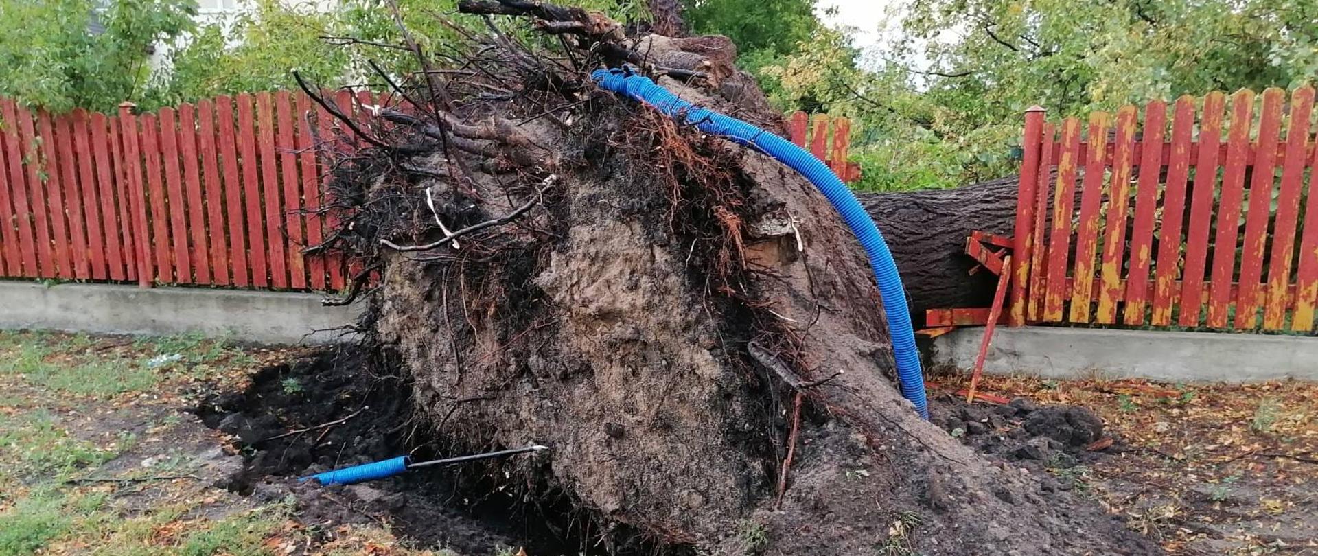 Wyrwane z korzeniami drzewo leżące na uszkodzonym drewnianym ogrodzeniu.