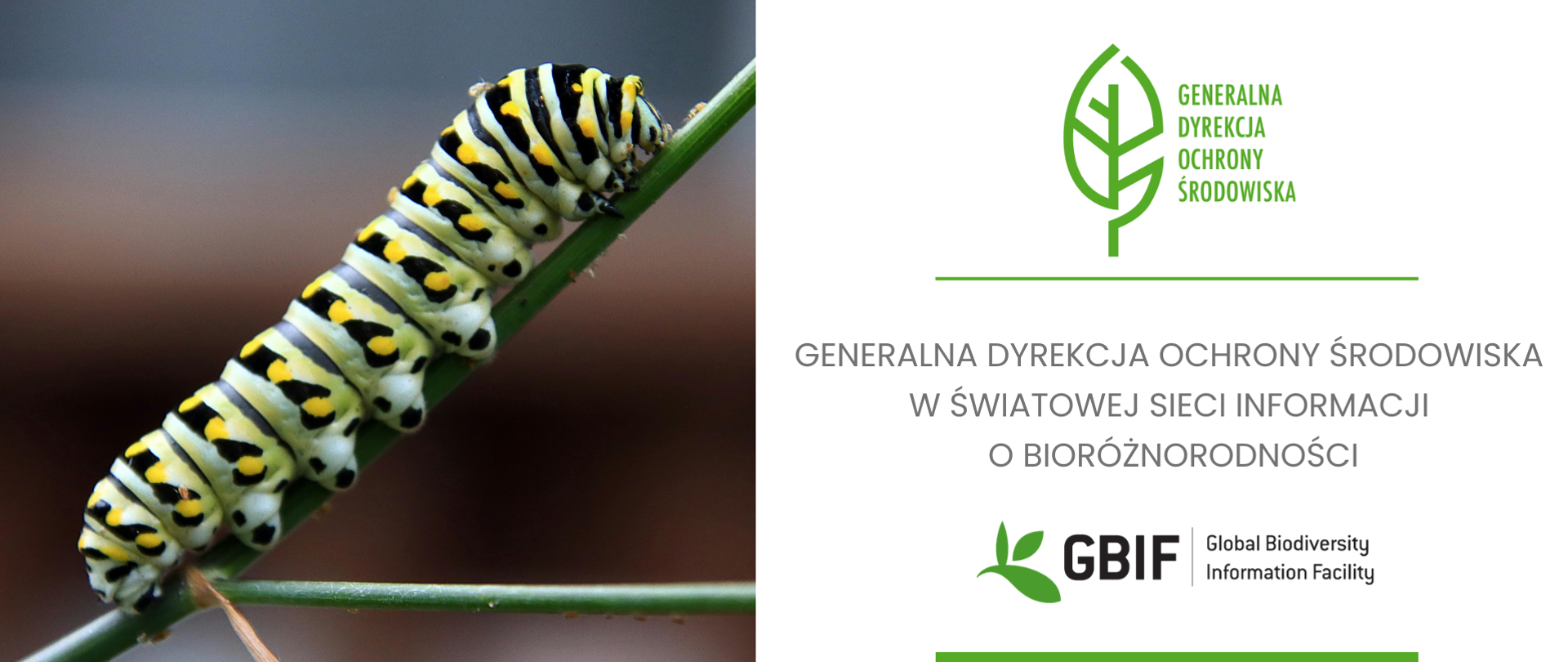 Z lewej strony zdjęcie gąsiennicy gatunku paź królowej w kolorach jasnozielonego, białego, w czarne paski, na których widoczne są żółte kropki, gąsiennica wspina się po łodydze rośliny. Z prawej strony na białym tle od góry widoczne jest logo Generalnej Dyrekcji Ochrony Środowiska (zielony liść), poniżej napis: Generalna Dyrekcja Ochrony Środowiska w Światowej Sieci Informacji o Bioróżnorodności oraz logo GBIF Global Biodiversity Information Facility