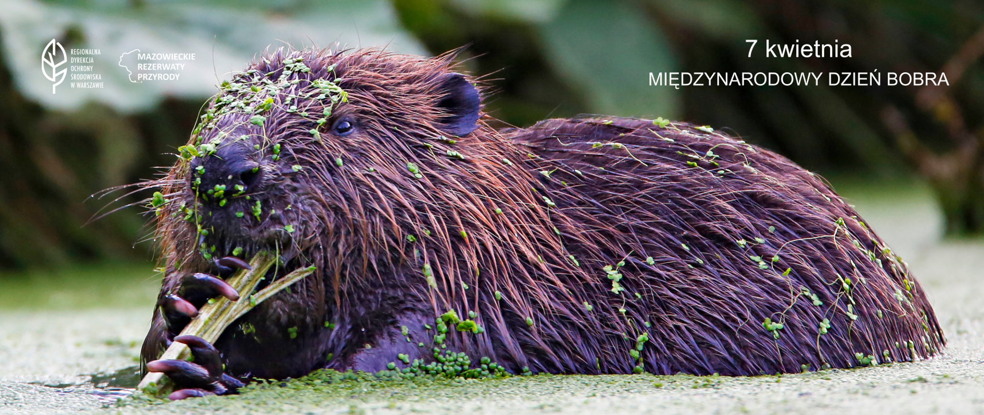 Bóbr w wodzie, otoczony zieloną rzęsą, w przednich łapkach trzyma gałązkę, którą gryzie, logotypy i hasło 