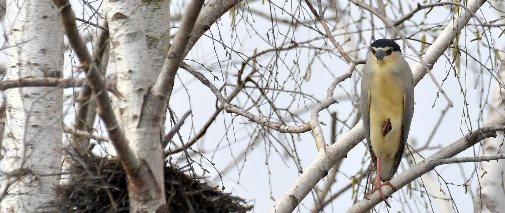 Ślepowron na gałęzi