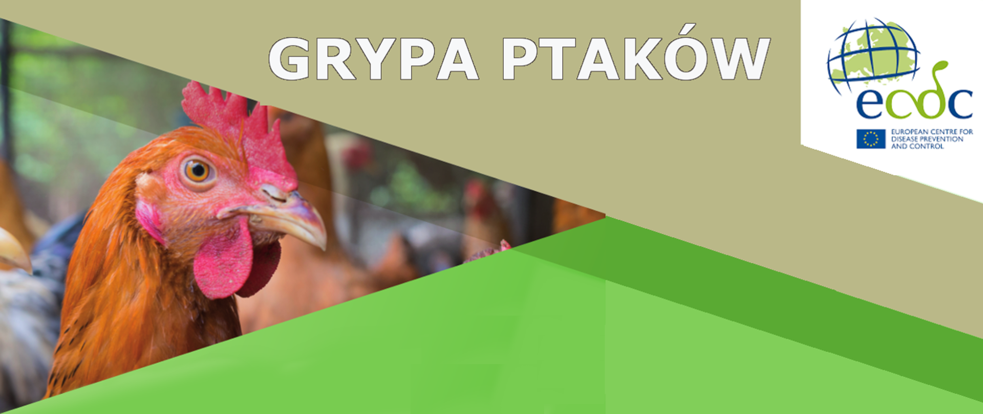 Grypa ptaków