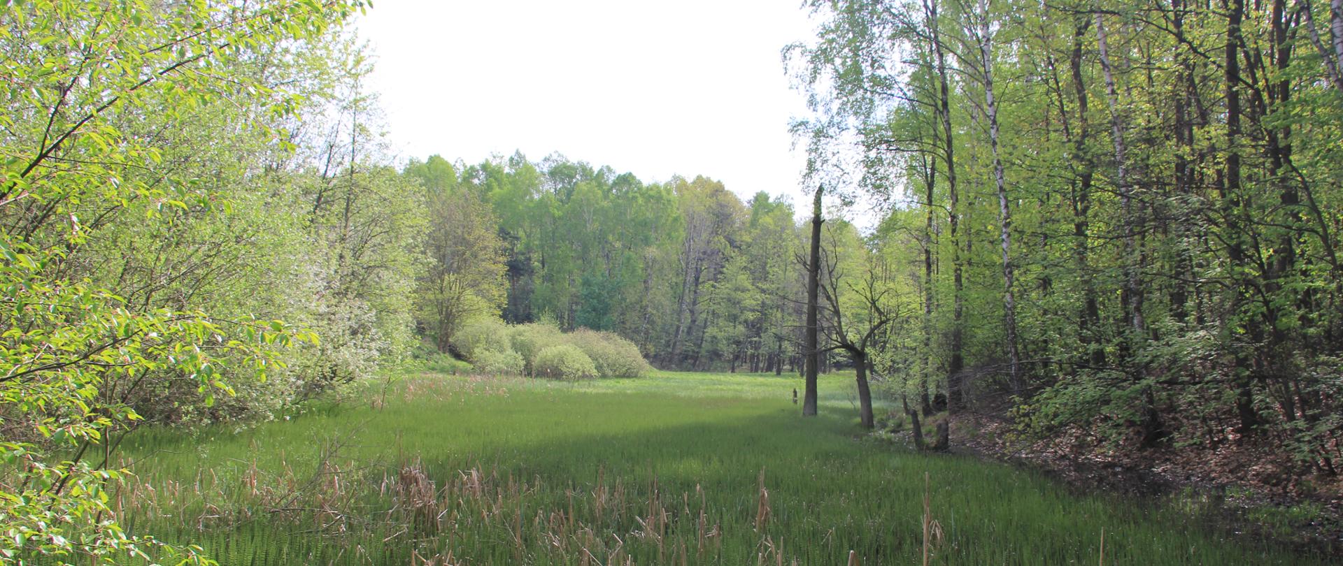 Zdjęcie przedstawia fragment rezerwatu: śródleśną podmokłą łąkę, wokół niej kępy drzew