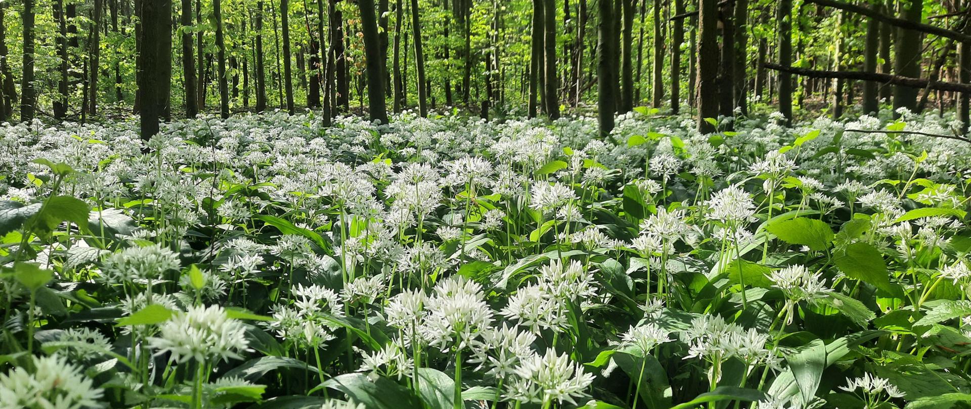 Kwitnący czosnek niedźwiedzi w projektowanym rezerwacie przyrody „Grądy w Dolinie Strzegomki”.
