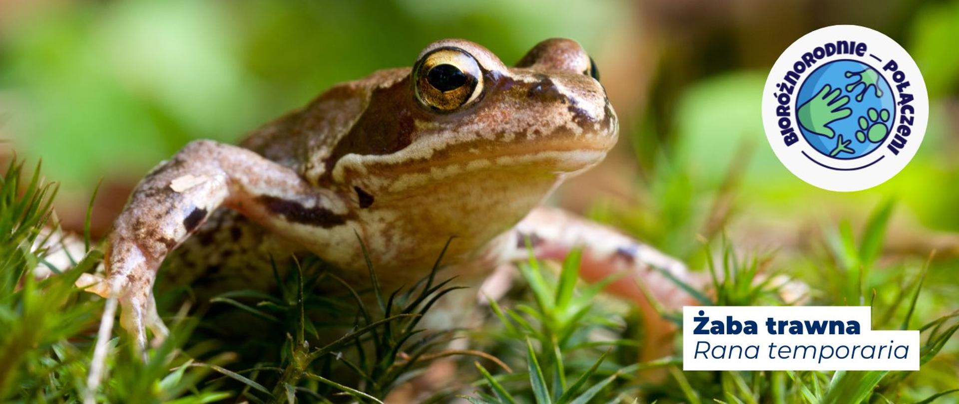 Na zdjęciu widoczna jest żaba trawna. Na dole zdjęcia widnieje napis: Żaba trawna, Rana temporaria. Na górze grafiki, w prawym górnym rogu zamieszczone jest logo kampanii z hasłem Bioróżnorodnie połączeni.