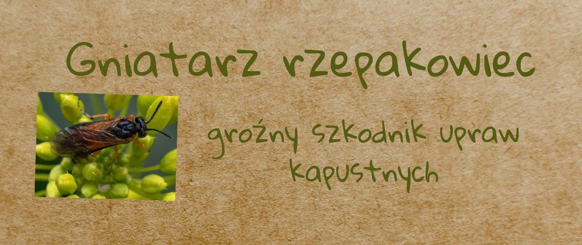 Gniatarz rzepakowiec - 1