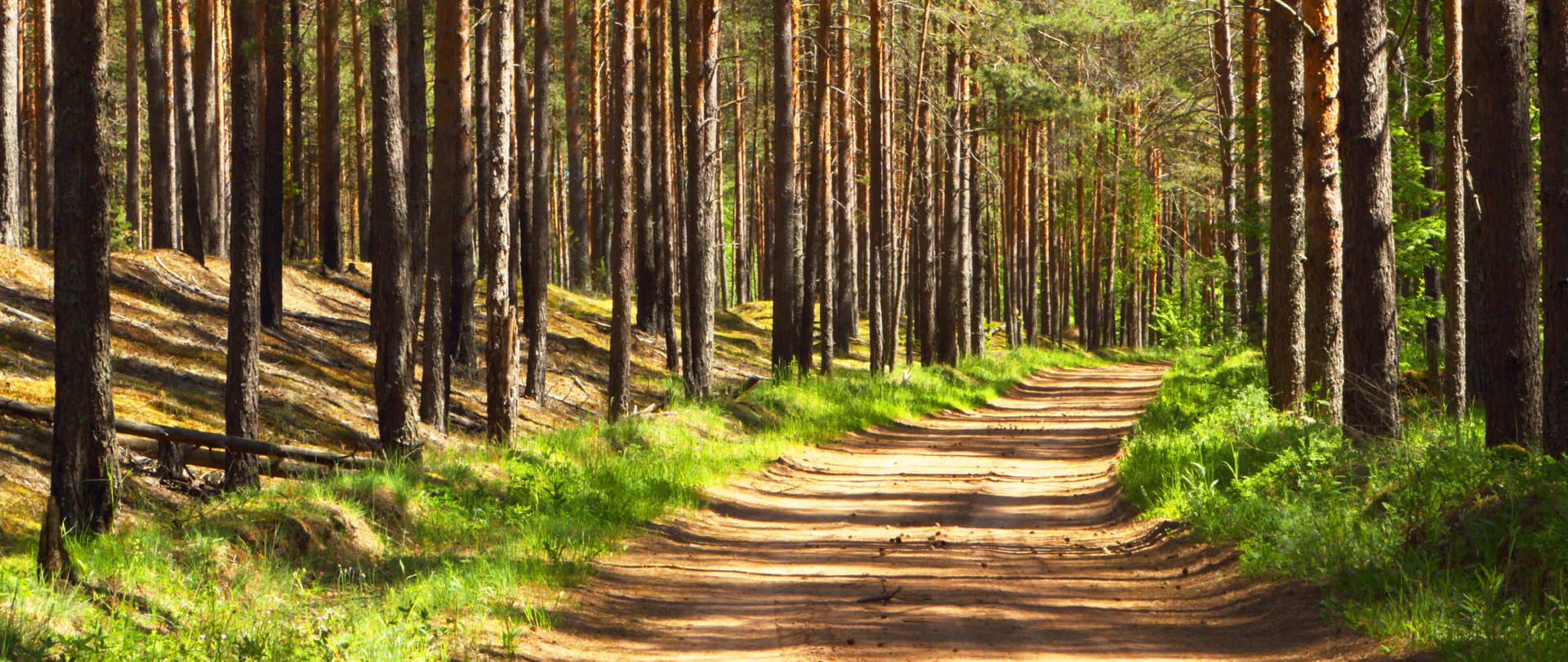 widok na leśną drogę