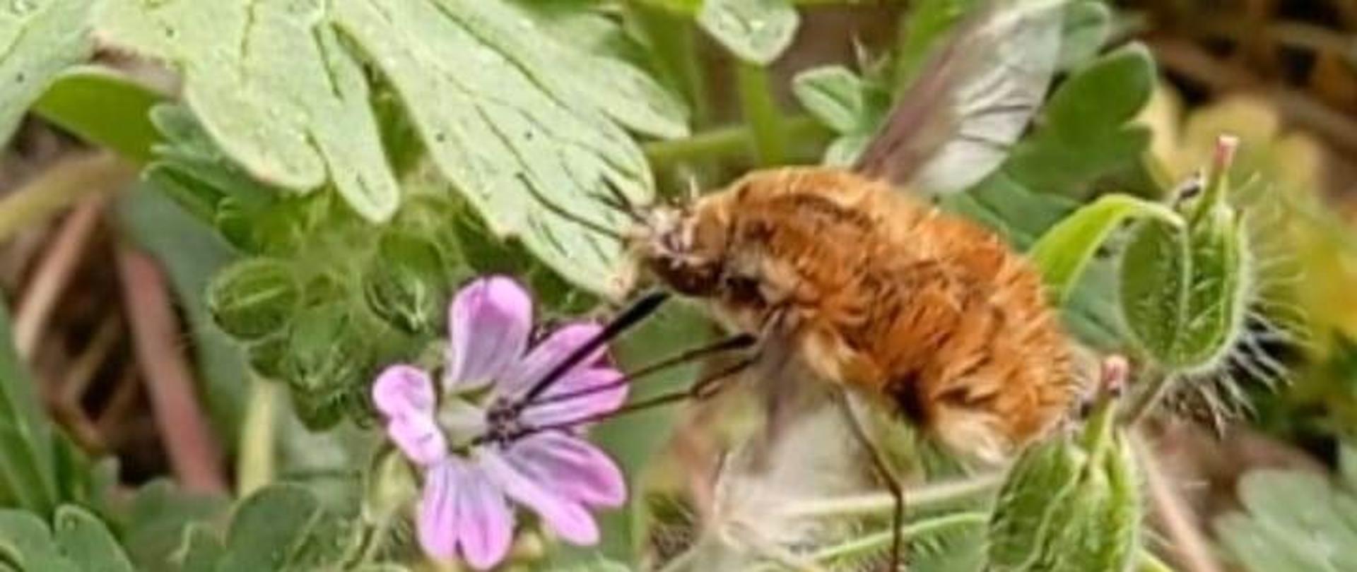 Zdjęcie przedstawia bujankę większą na tle kwiatów.